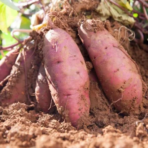 5 Beauregard Sweet Potato Live Plants – Rooted Slips – Easy Grow Vine – Ready to Plant – Outdoor - Image 2