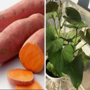 5 Beauregard Sweet Potato Live Plants – Rooted Slips – Easy Grow Vine – Ready to Plant – Outdoor - Image 3