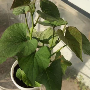 5 Beauregard Sweet Potato Live Plants – Rooted Slips – Easy Grow Vine – Ready to Plant – Outdoor - Image 4