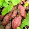 5 Beauregard Sweet Potato Live Plants – Rooted Slips – Easy Grow Vine – Ready to Plant – Outdoor - Image 1