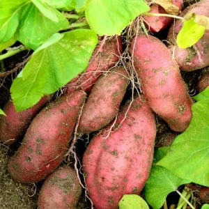 5 Beauregard Sweet Potato Live Plants – Rooted Slips – Easy Grow Vine – Ready to Plant – Outdoor - Image 1