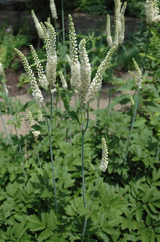 5 Black Cohosh Plants - Actaea Racemosa Bare Root Wildflower Native Organic - Image 1