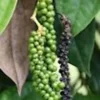 5 Black Pepper Plant Piper Nigrum Starter Plants - Perennial Edible Homestead - Image 1