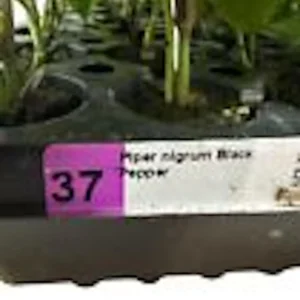 5 Black Pepper Plant Piper Nigrum Starter Plants - Perennial Edible Homestead - Image 3