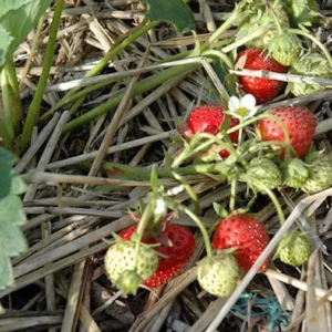 5 Blakemore Strawberry Bare Roots - Fragaria x ananassa - June-Bearing Fruit Plant - Image 6