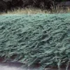 5 Blue Rug Juniper Live Starter Plants - Juniperus horizontalis 'Wiltonii' Groundcover Shrub - Image 1