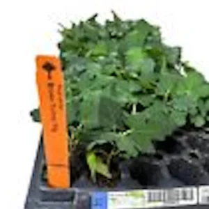 5 Brown Turkey Fig Tree Starter Plants - Ficus Carica Fruiting Perennial - Image 3
