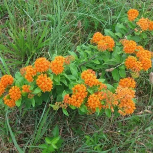 5 Butterfly Weed Plant Asclepias Tuberosa Bare Root Wildflower Organic Native - Image 9