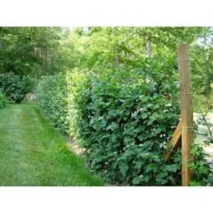 5 Caddo Blackberry Thornless Fruit Plant Starter Plug - USDA Zones 5-9 - Image 3