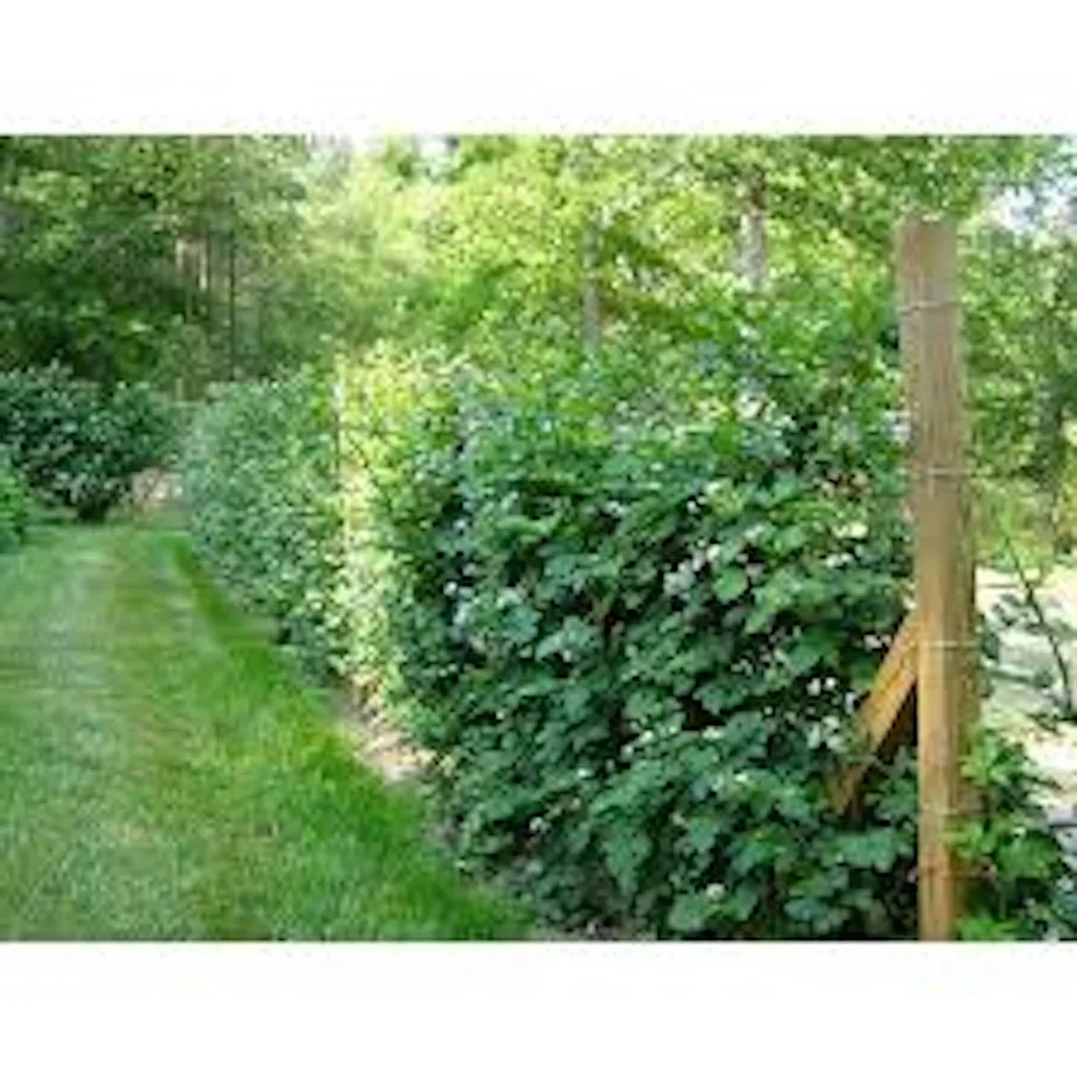 5 Caddo Blackberry Thornless Fruit Plant Starter Plug - USDA Zones 5-9 - Image 3