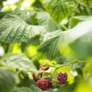 5 Canby Thornless Red Raspberry Starter Plug - Fruit Bearing Live Plant - Image 7