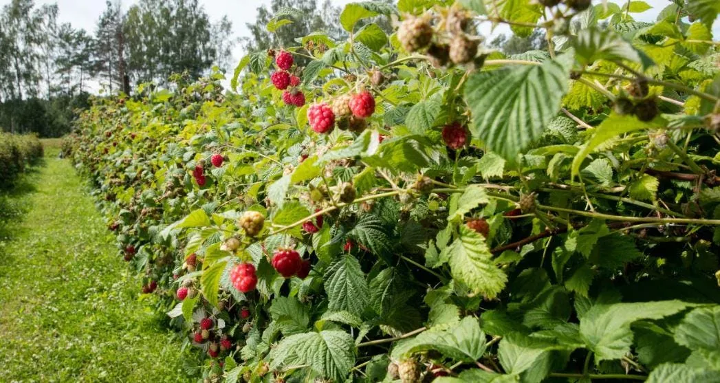 5 Caroline Red Raspberry Starter Plug - Everbearing Rubus idaeus 'Caroline' Bare Root Plants, Outdoor - Image 8