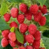 5 Cascade Delight Red Raspberry Starter Plug - Rubus idaeus Live Plant, Summer Fruiting, Root Rot Resistant - Image 1