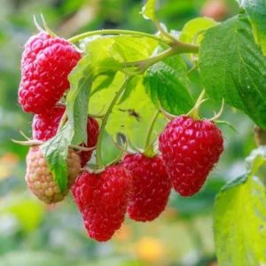 5 Cascade Delight Red Raspberry Starter Plug - Rubus idaeus Live Plant, Summer Fruiting, Root Rot Resistant - Image 2