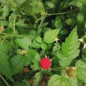 5 Cascade Delight Red Raspberry Starter Plug - Rubus idaeus Live Plant, Summer Fruiting, Root Rot Resistant - Image 7