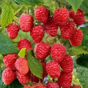 5 Cascade Delight Red Raspberry Starter Plug - Rubus idaeus Live Plant, Summer Fruiting, Root Rot Resistant - Image 8