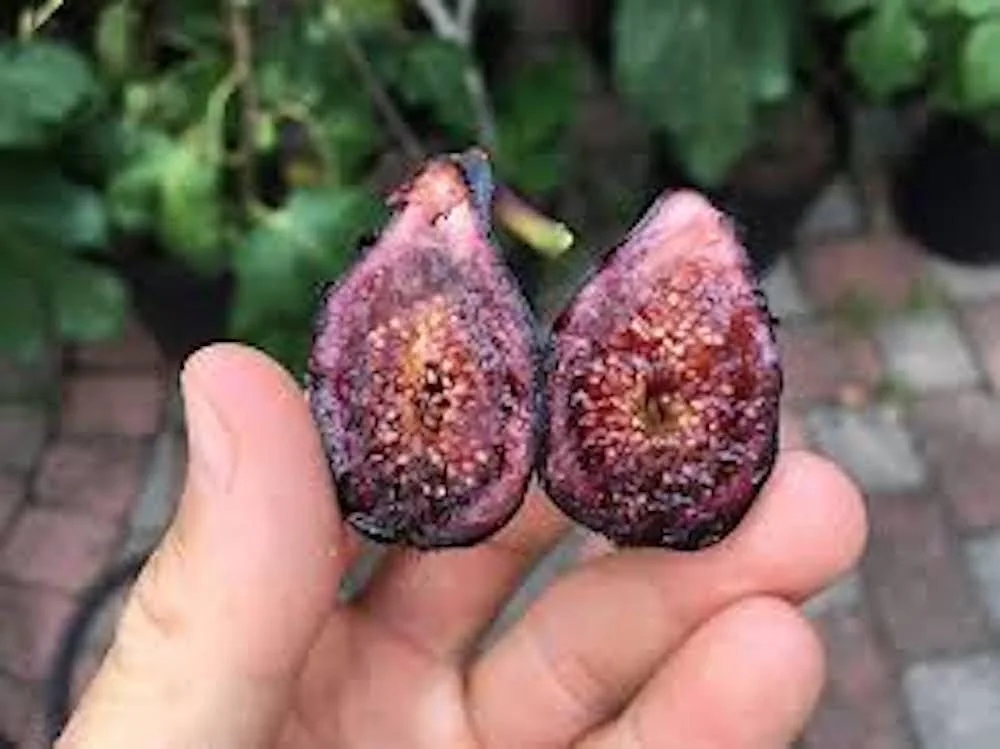 5 Celeste Fig Starter Plugs - Honey/Sugar Fig Variety Live Plant - Image 8