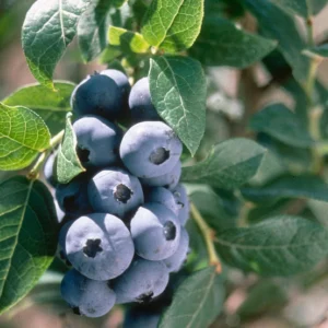 5 Chandler Blueberry Live Plant Starter Plugs - Large Berries, Northern Highbush - Image 1