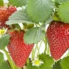 5 Chandler Strawberry Bare Roots - Fragaria x ananassa - High-Yielding, Sweet Berries - Image 1