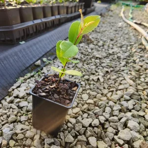 5 Cherry Laurel Live Plants Prunus Caroliniana - 4