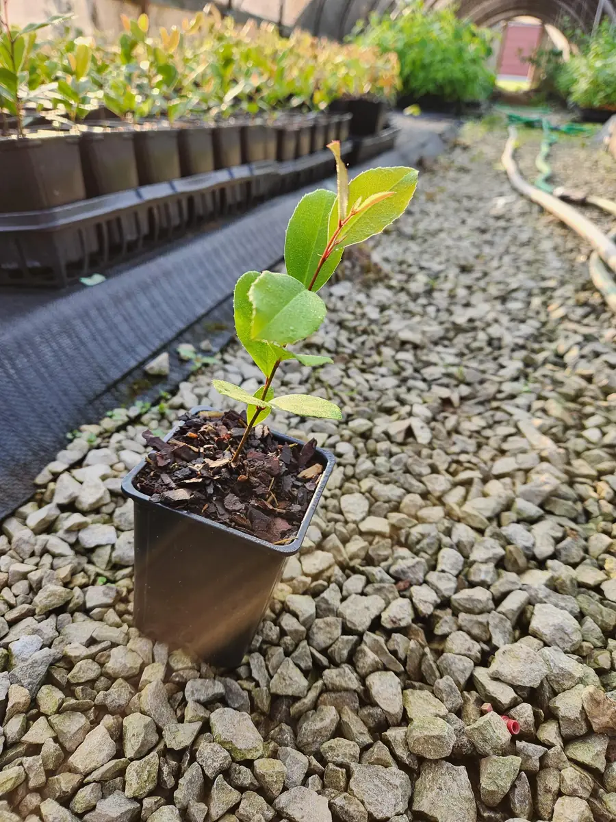 5 Cherry Laurel Live Plants Prunus Caroliniana - 4" Container, 4-6" Tall Evergreen Shrub - Image 3