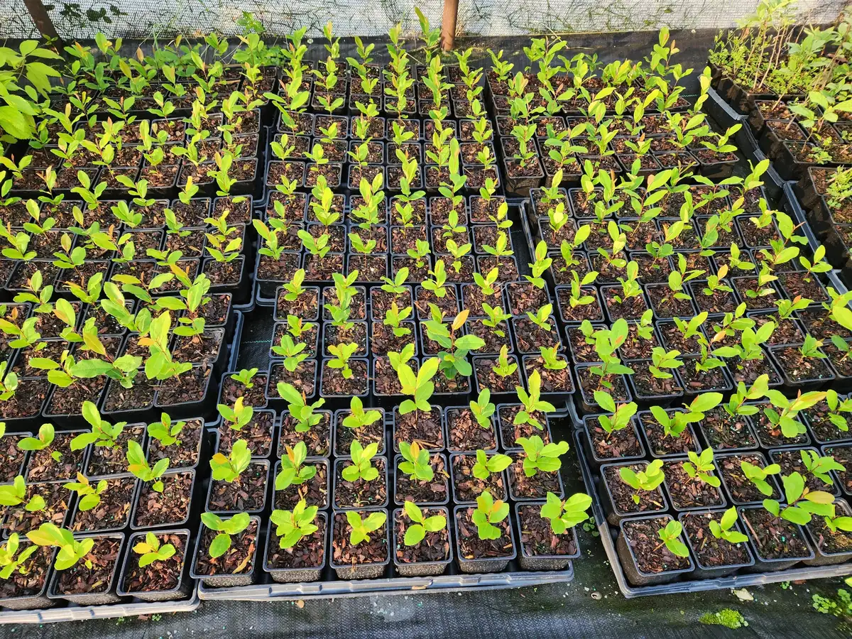 5 Cherry Laurel Live Plants Prunus Caroliniana - 4" Container, 4-6" Tall Evergreen Shrub - Image 4