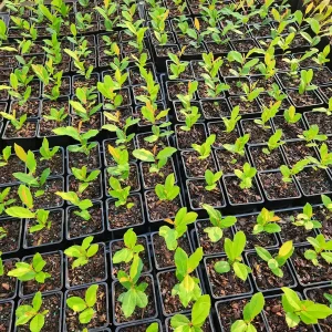 5 Cherry Laurel Live Plants Prunus Caroliniana - 4