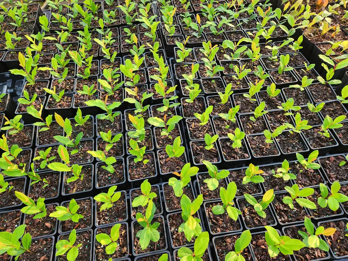 5 Cherry Laurel Live Plants Prunus Caroliniana - 4" Container, 4-6" Tall Evergreen Shrub - Image 5