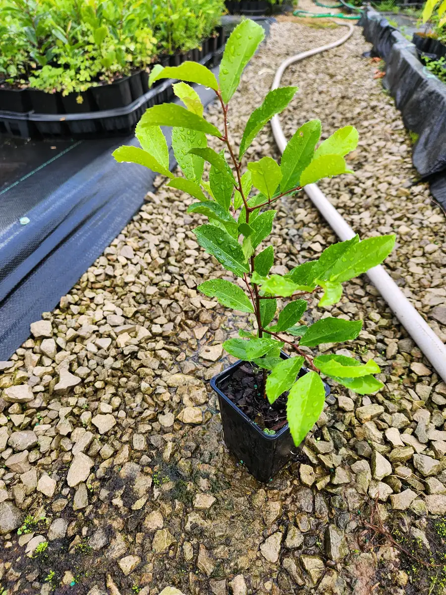 5 Cherry Laurel Live Plants Prunus Caroliniana - 4" Container, 4-6" Tall Evergreen Shrub - Image 6