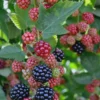 5 Chester Blackberry Thornless Starter Plug Live Plants - Rubus fruticosus 'Chester' - Image 1
