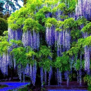 5 Chinese Blue Wisteria sinensis Tree Seeds - Fast Climber Flower Vine Hardy Plant - Image 1