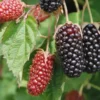 5 Columbia Star Thornless Blackberry Live Plant Plugs - High-Yielding Trailing Variety - Image 1