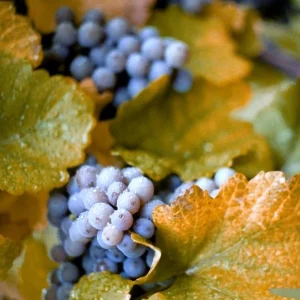 5 Concord Grape Plants - Live Blue Grape Vines for Jams & Juices - Image 2
