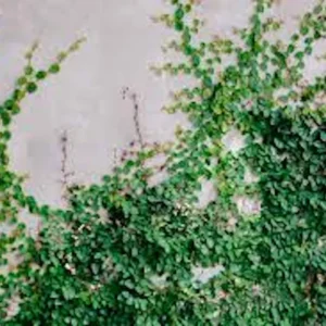 5 Creeping Fig Starter Plants - Ficus pumila Live Vines - Bare Root - Image 3