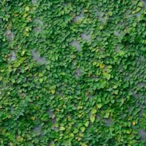 5 Creeping Fig Starter Plants - Ficus pumila Live Vines - Bare Root - Image 1