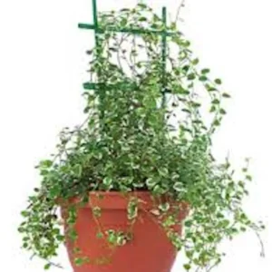 5 Creeping Fig Starter Plants - Ficus pumila Live Vines - Bare Root - Image 4