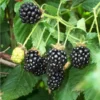 5 Darrow Blackberry Live Plant Starter Plug - Rubus fruticosus - Cold Hardy - Image 1