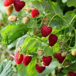 5 Dorman Red Raspberry Starter Plug - Heat Tolerant Bare Root Live Plant for Southern Gardens, Zones 7-9 - Image 4