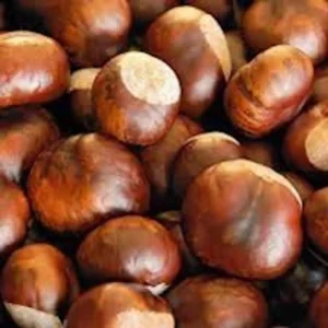 5 Dunstan American Chestnut Tree Seeds - Blight Resistant Hybrid - Image 1
