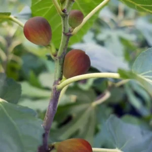 5 Dwarf Beer's Black Fig Tree Starter Plugs - Ficus carica, Live Plant - Image 3