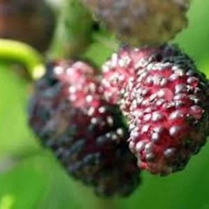 5 Dwarf Everbearing Mulberry Tree Starter Plants - Bare Root, Cold Hardy - Image 4
