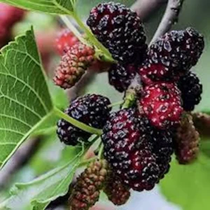 5 Dwarf Everbearing Mulberry Tree Starter Plants - Bare Root, Cold Hardy - Image 6
