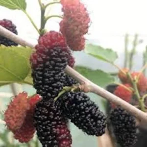 5 Dwarf Everbearing Mulberry Tree Starter Plants - Bare Root, Cold Hardy - Image 8