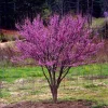 5 Eastern Redbud Tree Bare-root – Flowering Outdoor Tree – 20-30 ft Tall - Image 1