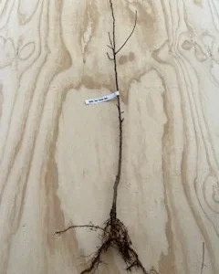 5 Eastern Redbud Tree Bare-root – Flowering Outdoor Tree – 20-30 ft Tall - Image 2