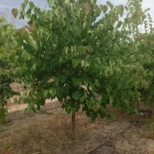 5 Eastern Redbud Tree Bare-root – Flowering Outdoor Tree – 20-30 ft Tall - Image 4