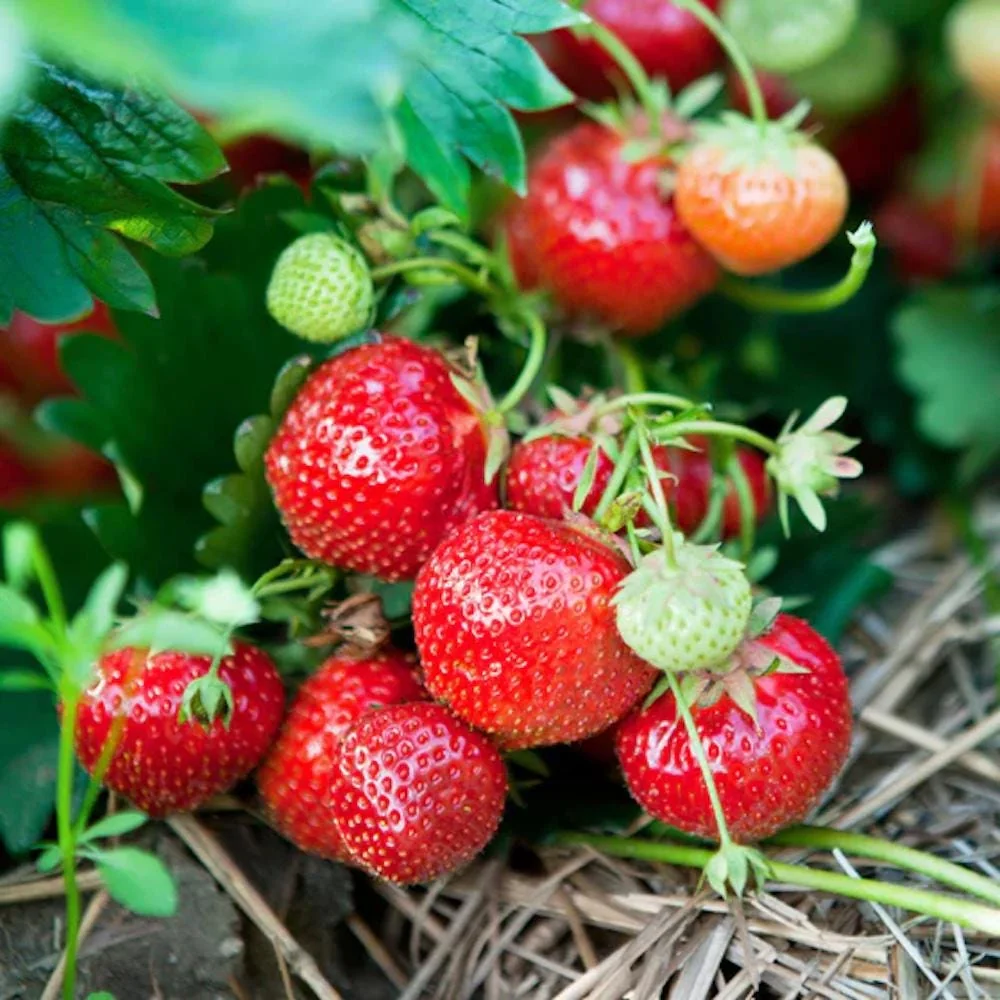 5 Eversweet Strawberry Bare Roots - Fragaria ananassa Live Plants - Heat Tolerant - Image 2