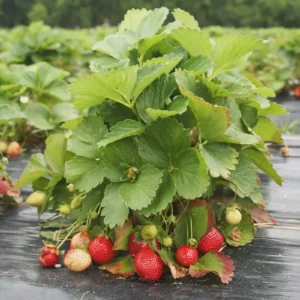 5 Eversweet Strawberry Bare Roots - Fragaria ananassa Live Plants - Heat Tolerant - Image 3