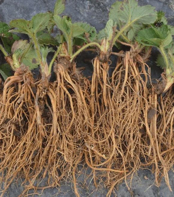 5 Eversweet Strawberry Bare Roots - Fragaria ananassa Live Plants - Heat Tolerant - Image 8