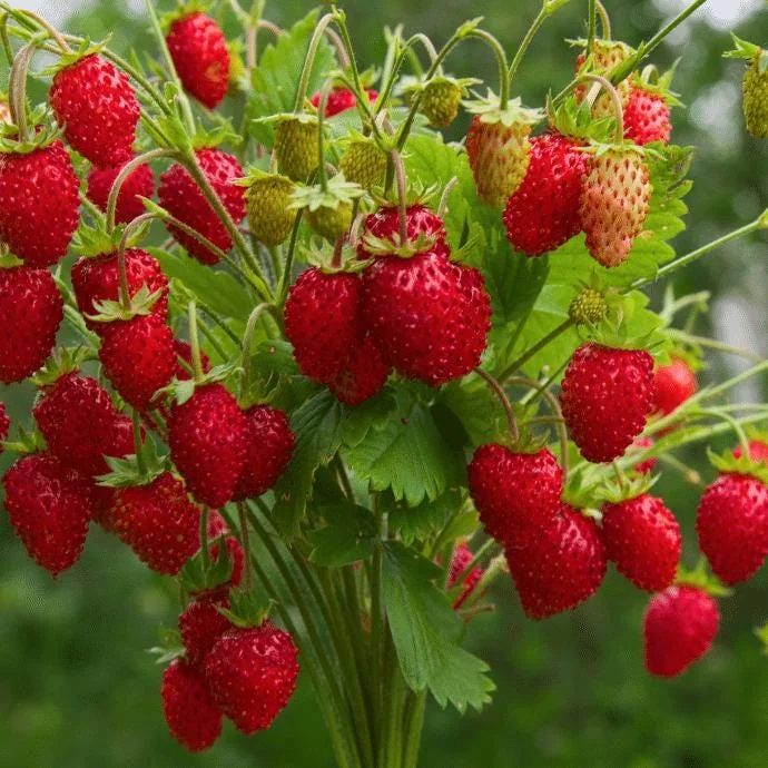 5 Eversweet Strawberry Bare Roots - Fragaria ananassa Live Plants - Heat Tolerant - Image 1